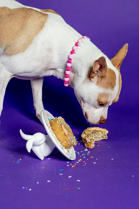 macchiato making a mess with her banana cake.