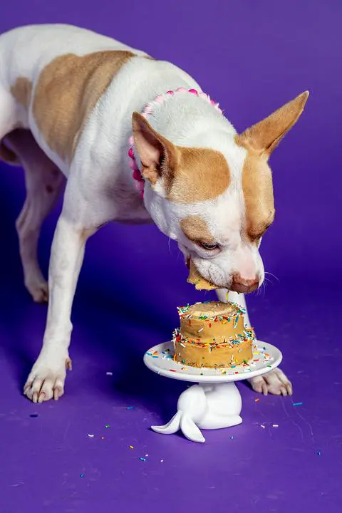macchiato taking the first bite of her cake.