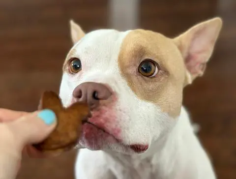 macchiato trying the vegetarian ham substitute